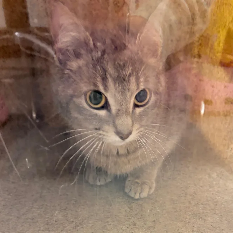 An adult small-sized female Gray / Blue / Silver Domestic Short Hair cat named Ms Potato Head for adoption in Philadelphia, PA