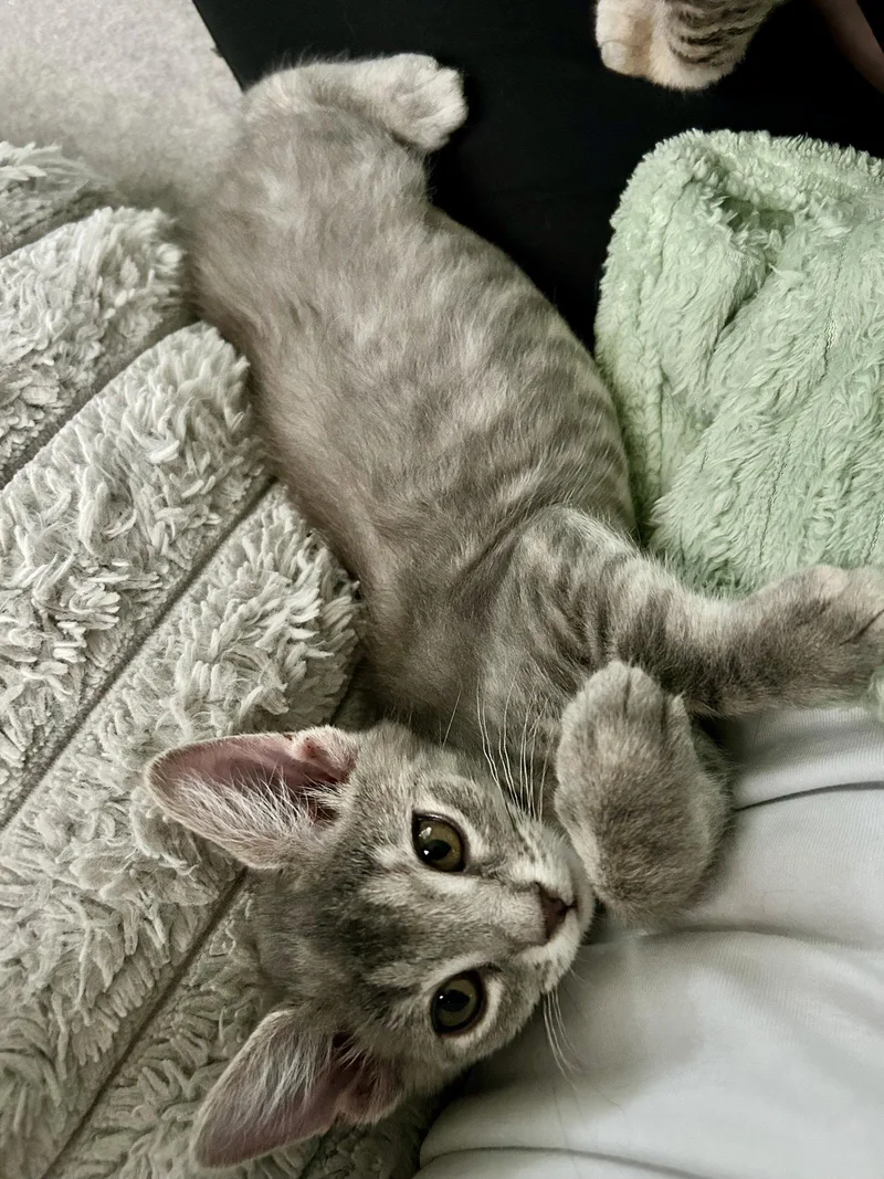 A baby medium-sized female Gray / Blue / Silver Domestic Short Hair cat named Bonnie for adoption in Wesley Chapel, FL