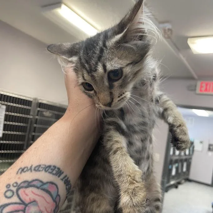 A baby medium-sized male Domestic Short Hair cat named Dewey for adoption in Port Charlotte, FL