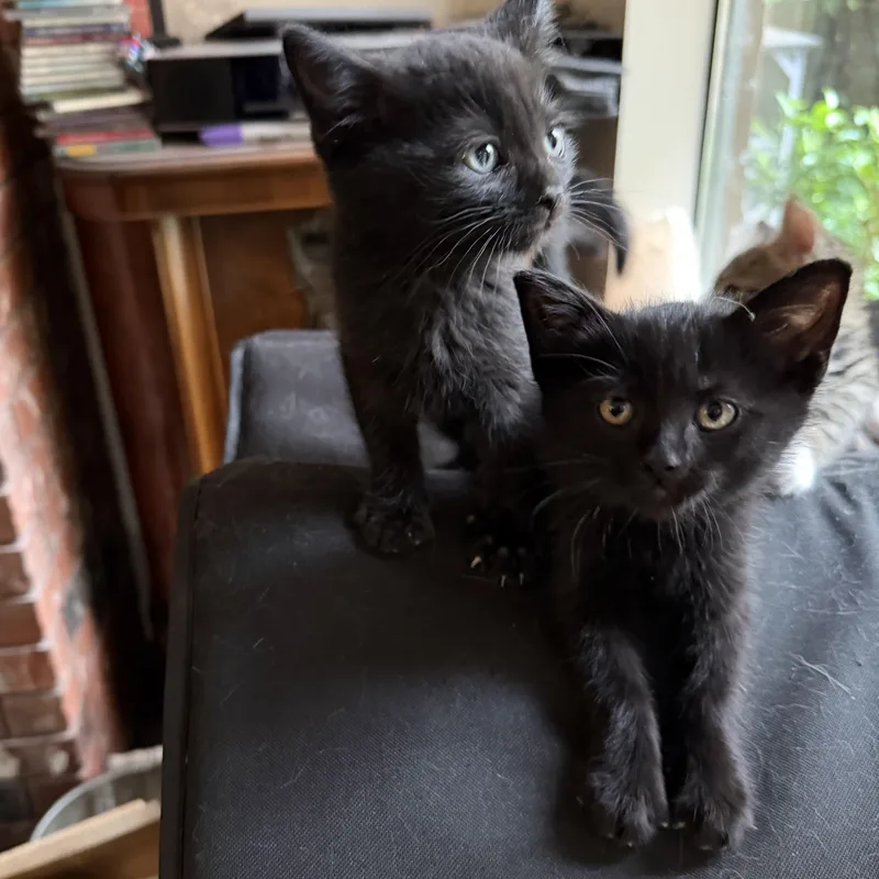 Week Old Brothers