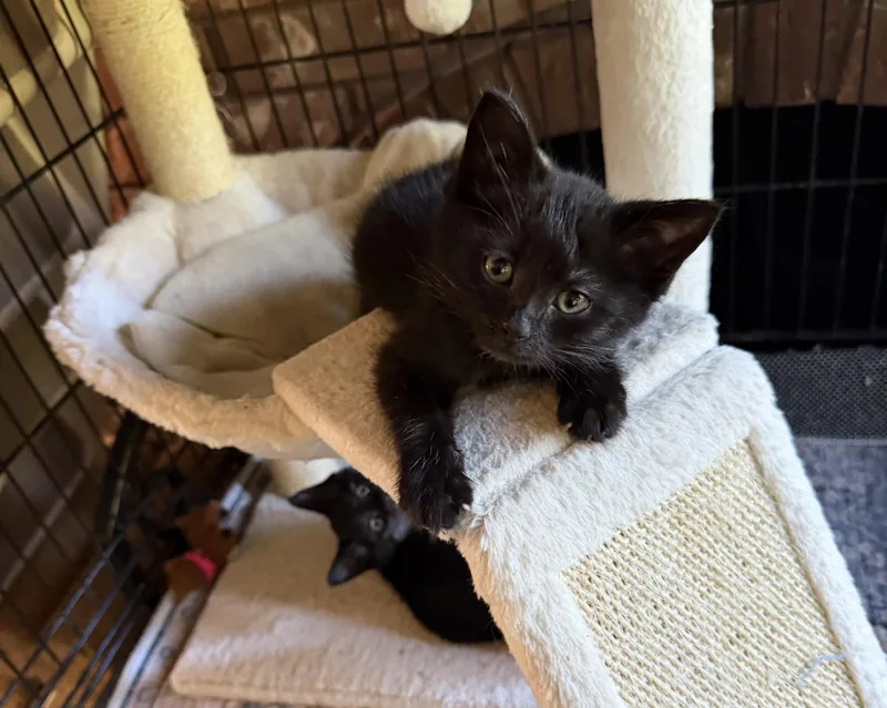 Week Old Brothers thumbnail 2