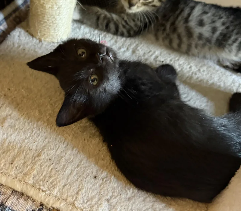 Week Old Brothers thumbnail 3