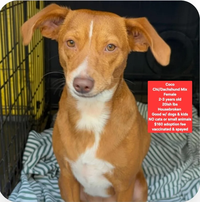 An adult small-sized female Chihuahua dog named Coco for adoption in Oviedo, FL