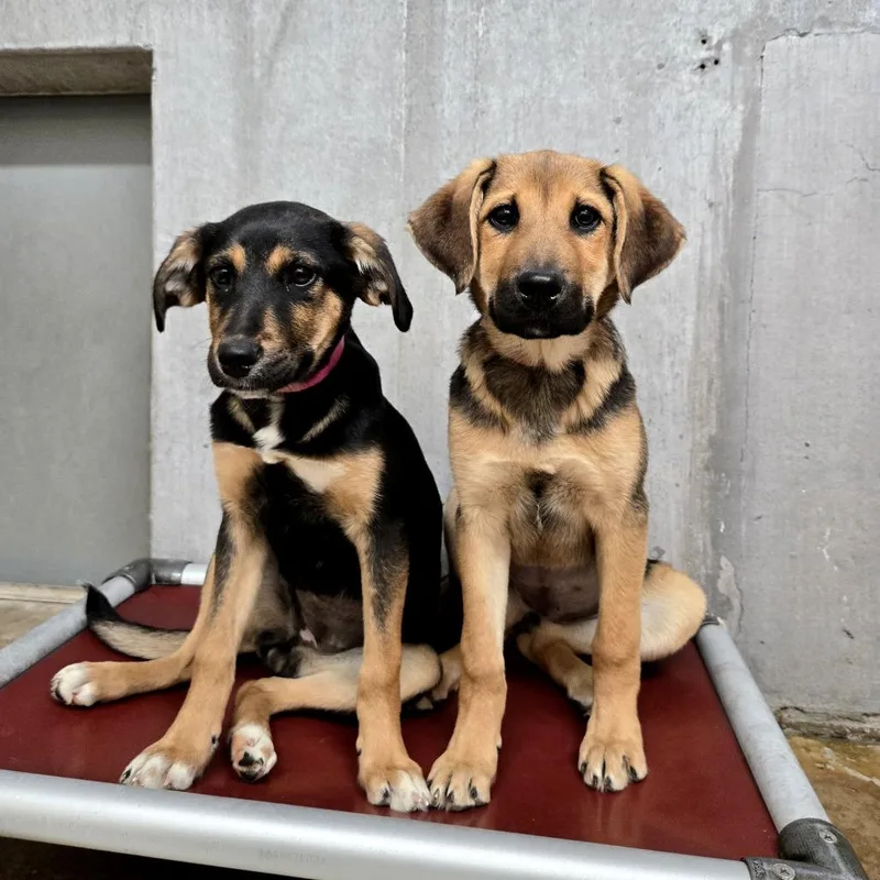 A baby small-sized female Black Shepherd dog named Latte for adoption in Albuquerque, NM