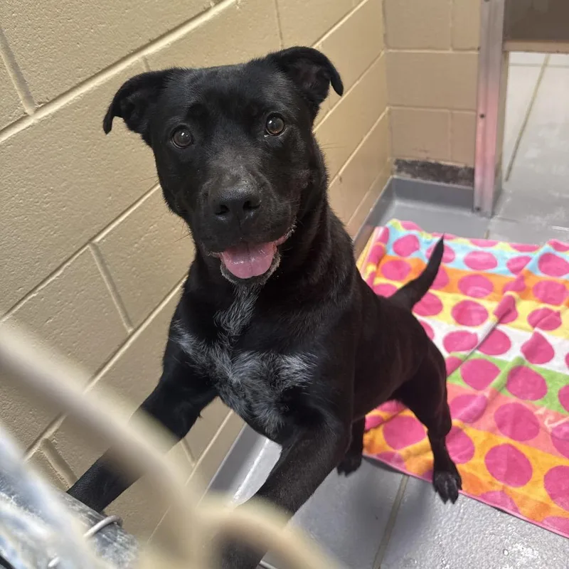 An adult large-sized female Black Mixed Breed dog named Strayoatesavenue for adoption in Columbus, GA