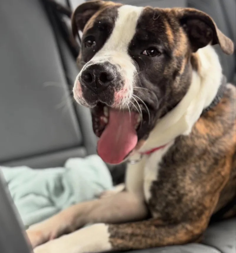 Sir Wiggleton thumbnail 2