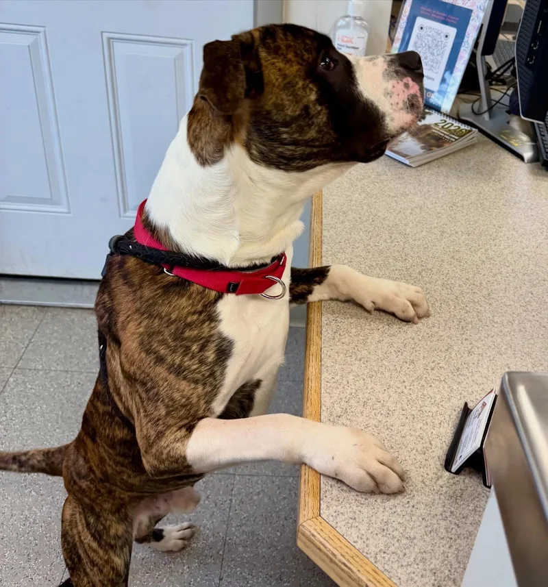 Sir Wiggleton thumbnail 3