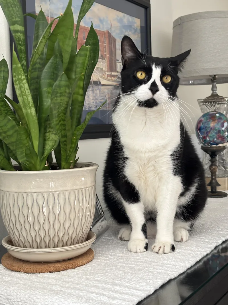 An adult medium-sized male Black & White / Tuxedo Domestic Short Hair cat named Bao for adoption in New Britain, CT