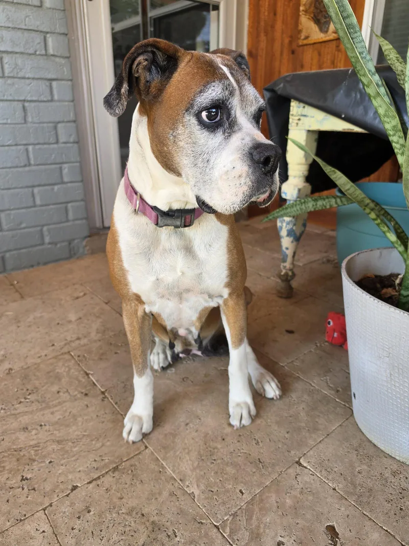 A senior large-sized female Boxer dog named Gertie for adoption in Monticello, NY