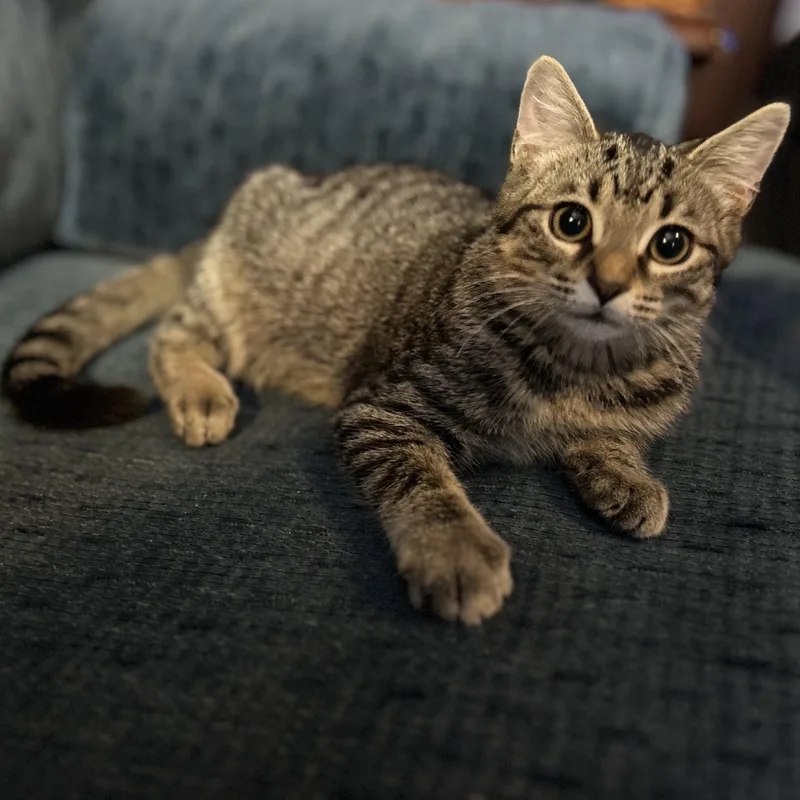 A baby medium-sized female Tabby (Brown / Chocolate) Domestic Short Hair cat named Reva for adoption in Wilmington, OH