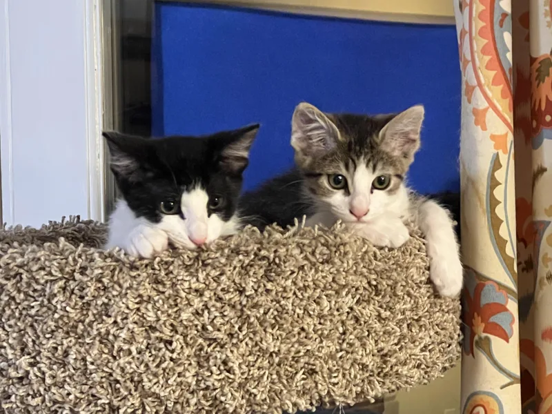 A baby small-sized male Domestic Short Hair cat named Dipper for adoption in Chandler, AZ
