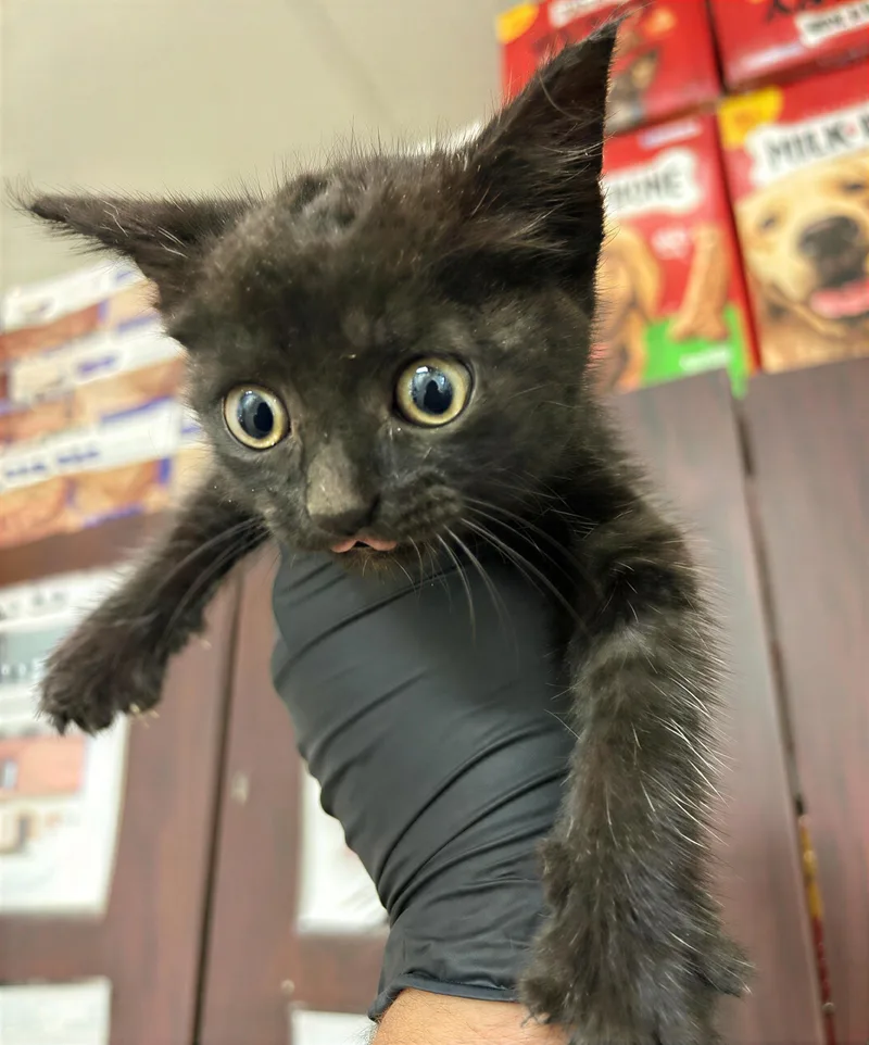 A baby medium-sized female Black & White / Tuxedo Domestic Short Hair cat named Tik Tok for adoption in Nashville, TN