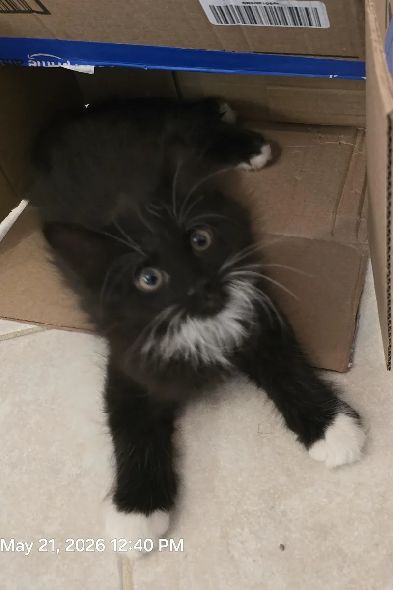 Nilla Bean
