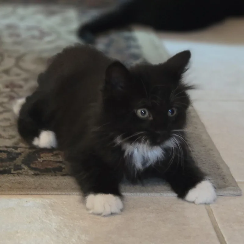 Nilla Bean thumbnail 2