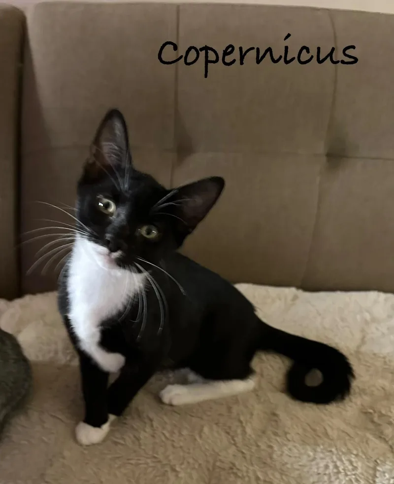 A young medium-sized male Domestic Short Hair cat named Copernicus for adoption in Maple Shade, NJ