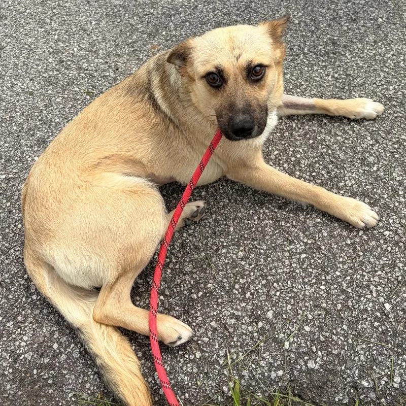 An adult medium-sized female White / Cream Carolina Dog dog named Koi for adoption in Franklin, NC