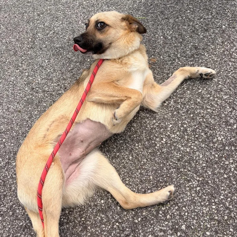 Koi thumbnail 4