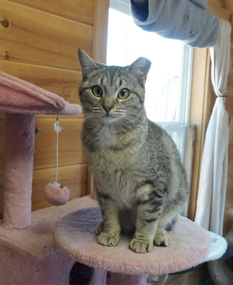 A young small-sized female Tabby cat named Rosalina for adoption in Capshaw, AL
