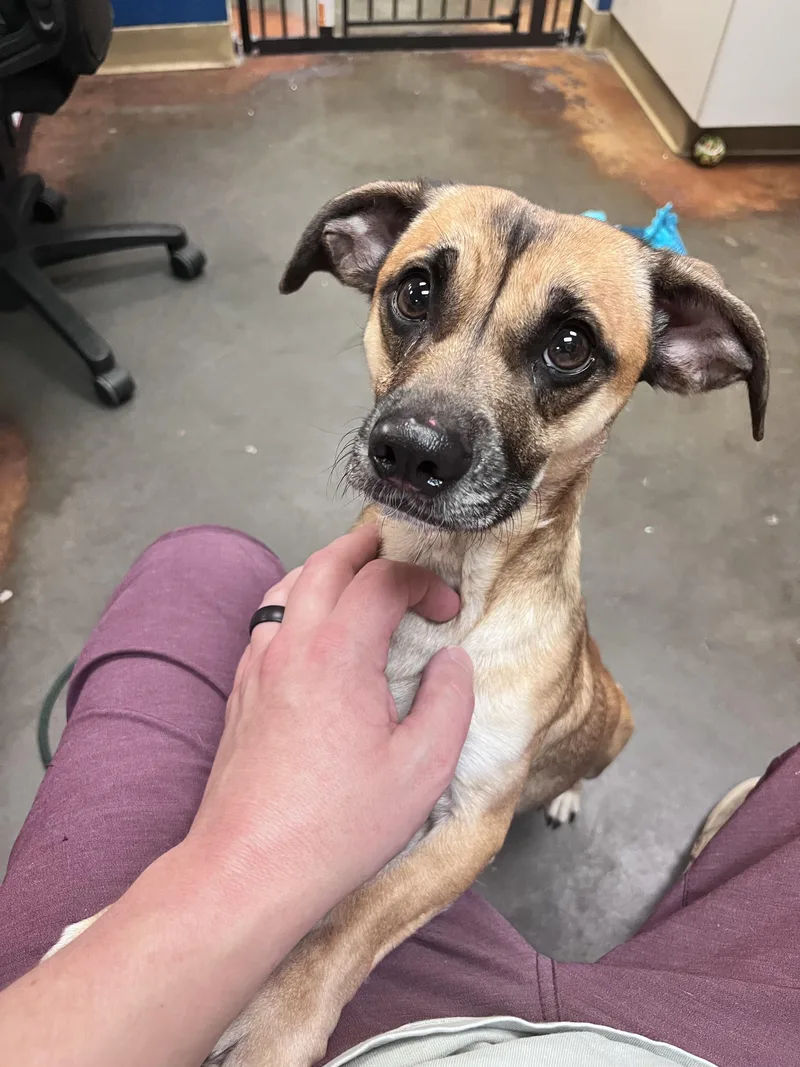 An adult small-sized male Apricot / Beige Chiweenie dog named Joe for adoption in Council Bluffs, IA