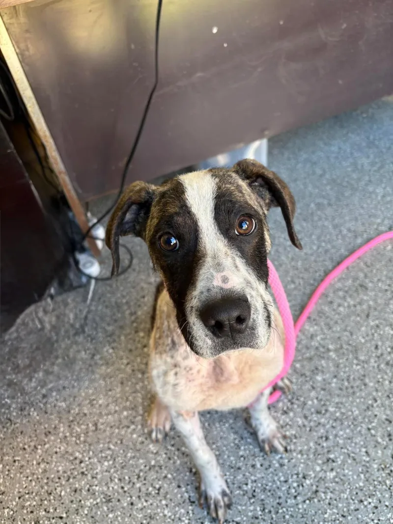 A young medium-sized female Boxer dog named Willow for adoption in Front Royal, VA