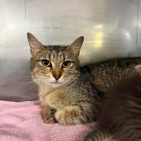 A young medium-sized female Brown / Chocolate Domestic Short Hair cat named Rose for adoption in Edwardsville, IL