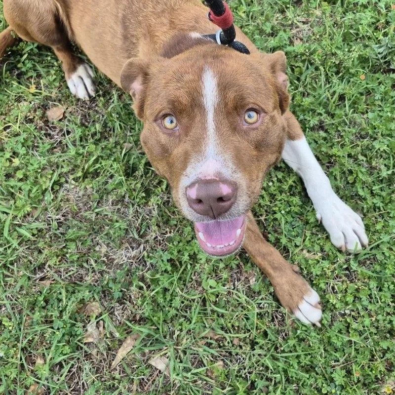 An adult medium-sized male Brown / Chocolate Retriever dog named Rome for adoption in Montgomery, AL