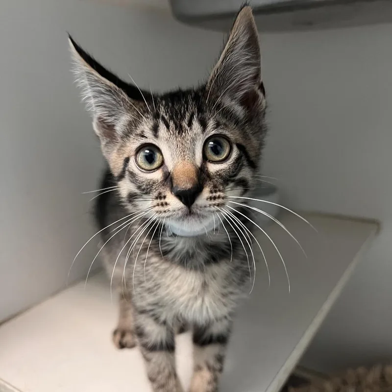 A baby small-sized male Domestic Short Hair cat named Pecan for adoption in Long Beach, CA