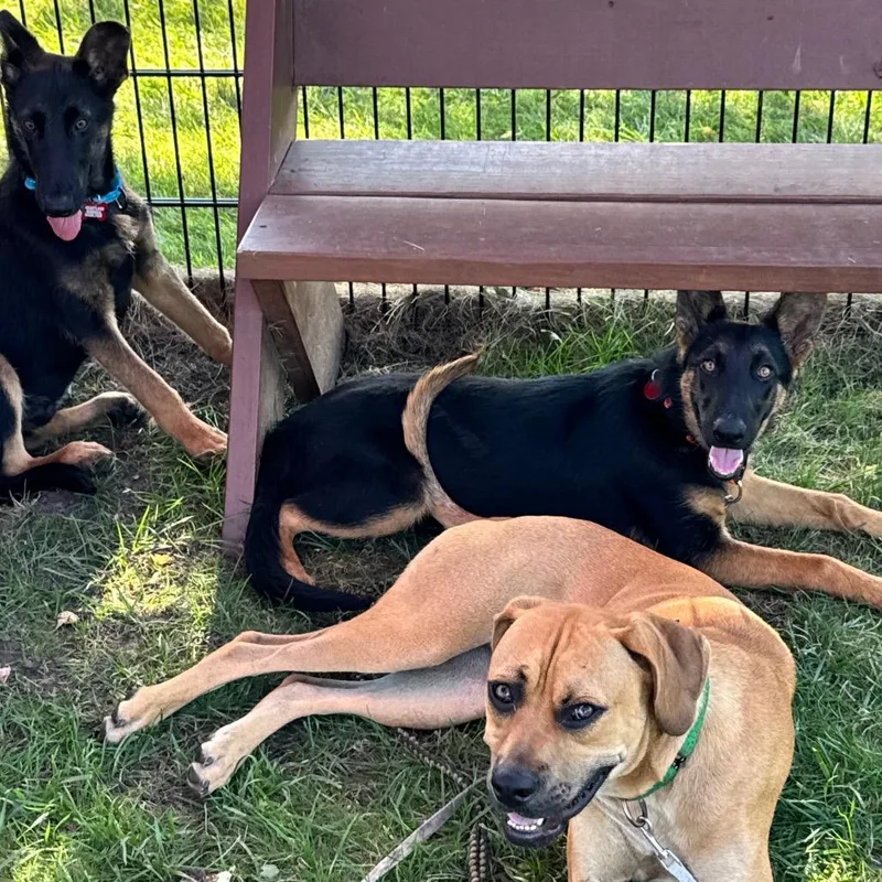 A young medium-sized female Black German Shepherd Dog dog named Bumble for adoption in Wheeling, IL