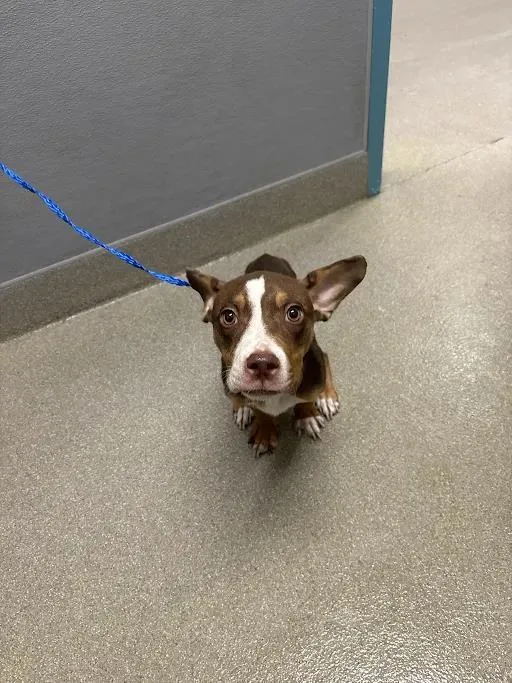 A young small-sized female Pit Bull Terrier dog named Cheesecake for adoption in Las Vegas, NV