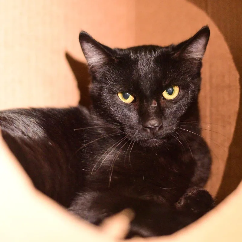 A young medium-sized male Black Domestic Short Hair cat named Arachnid for adoption in Idaho Falls, ID