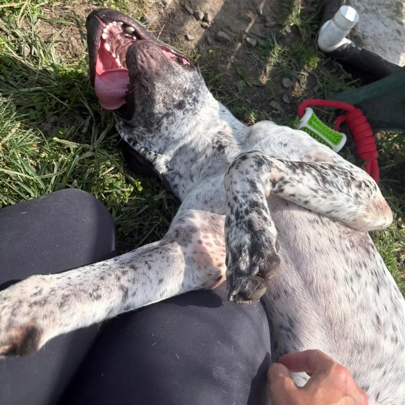 A young medium-sized male Mixed Breed dog named Aries for adoption in East Hanover, NJ