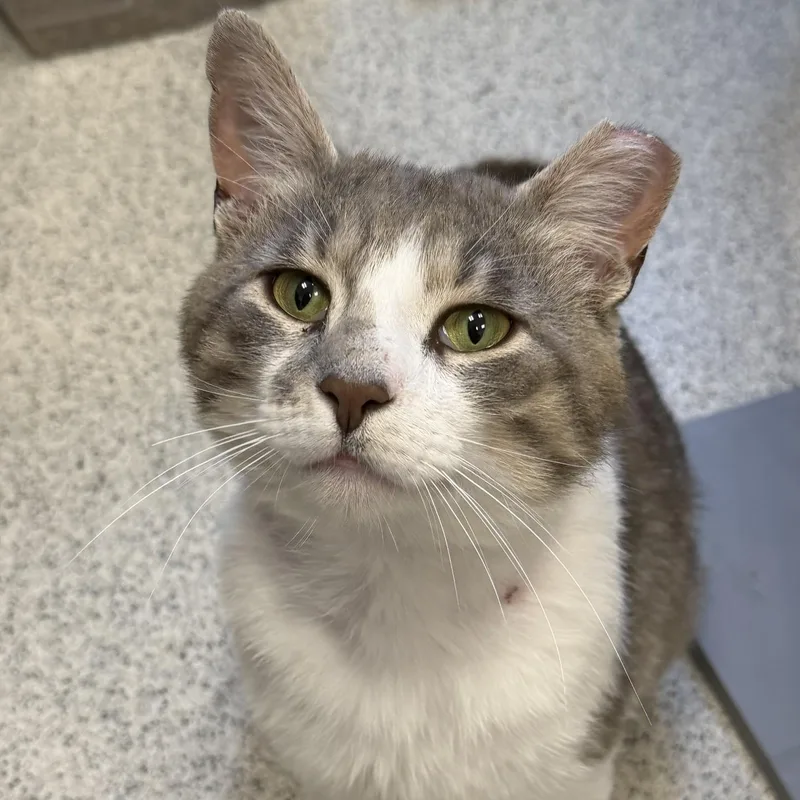 A young large-sized male Tabby (Gray / Blue / Silver) Domestic Short Hair cat named Gooey for adoption in Cooperstown, NY