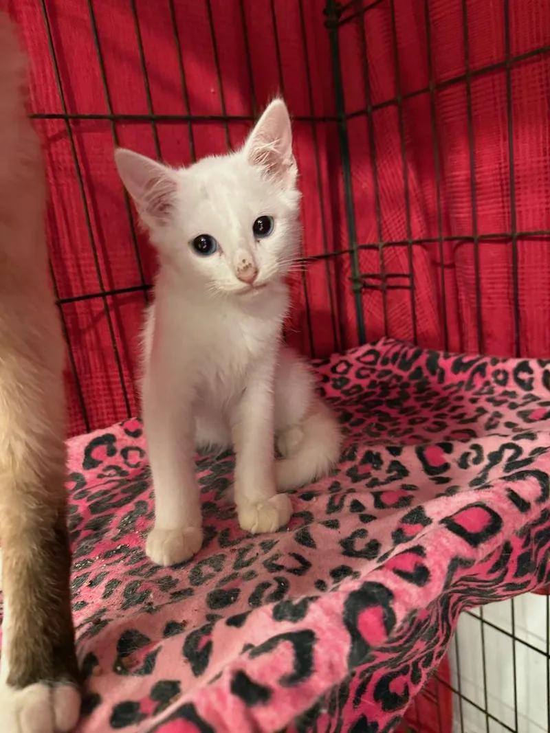 A young small-sized male White Domestic Short Hair cat named Jax for adoption in Temecula, CA