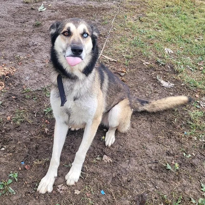 An adult large-sized male Alaskan Malamute dog named Cooper for adoption in Saint Louis, MO