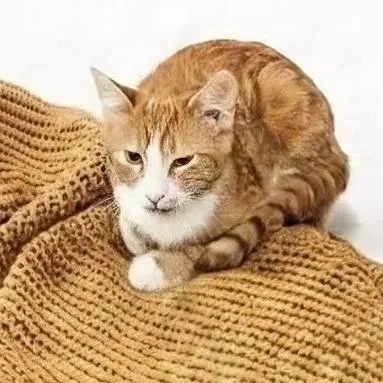 A baby small-sized male Orange / Red Domestic Short Hair cat named Budhi for adoption in Walnut Cove, NC