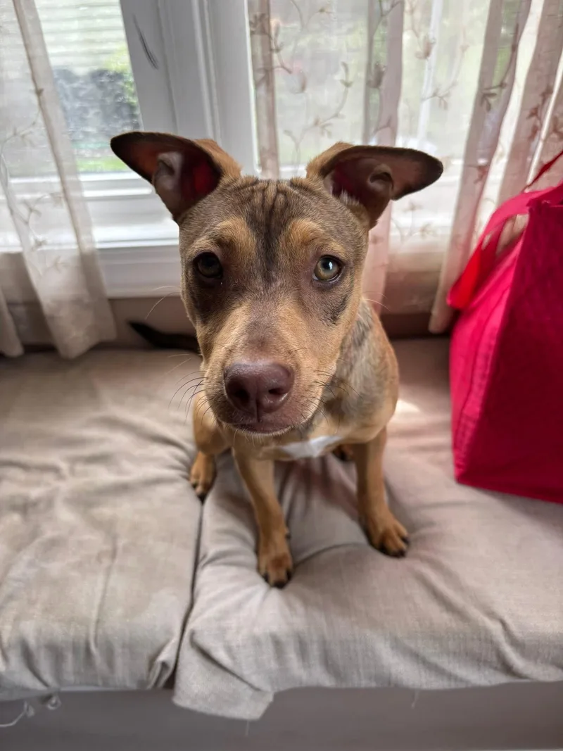A young medium-sized female Miniature Pinscher dog named Opal for adoption in Collingswood, NJ
