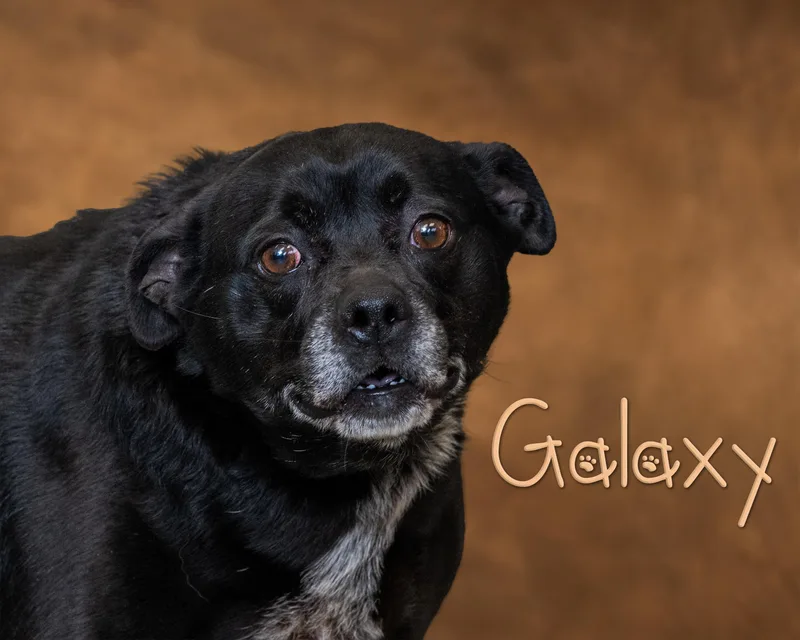 An adult medium-sized female Black Terrier dog named Galaxy for adoption in Somerset, PA