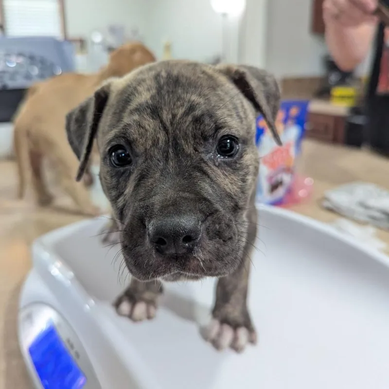 A baby medium-sized male Brindle American Bulldog dog named Ford for adoption in Ocala, FL