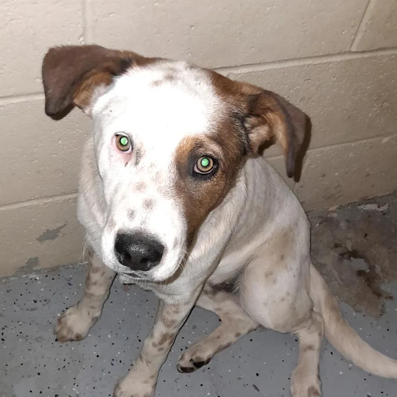 A young small-sized male White / Cream Hound dog named Spot for adoption in Douglas, AZ