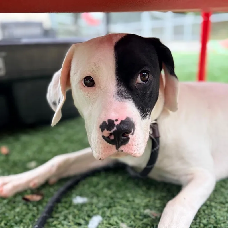 A young medium-sized female White / Cream Pit Bull Terrier dog named Sandy for adoption in Belleville, IL