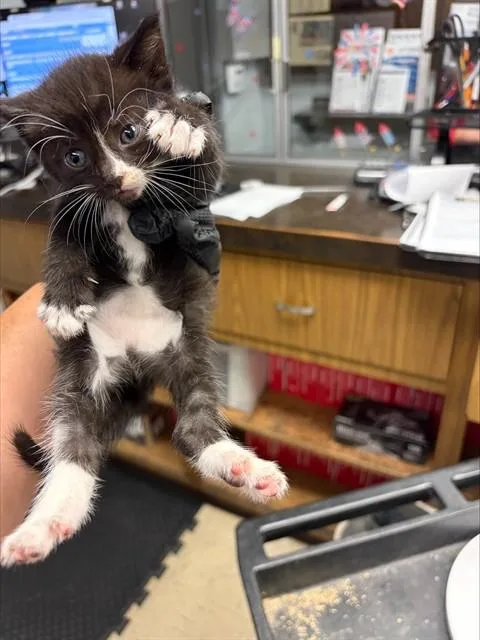 A baby small-sized male Domestic Short Hair cat named A for adoption in Stockton, CA