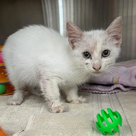 A baby small-sized male White Domestic Short Hair cat named YoYo for adoption in Lake Panasoffkee, FL