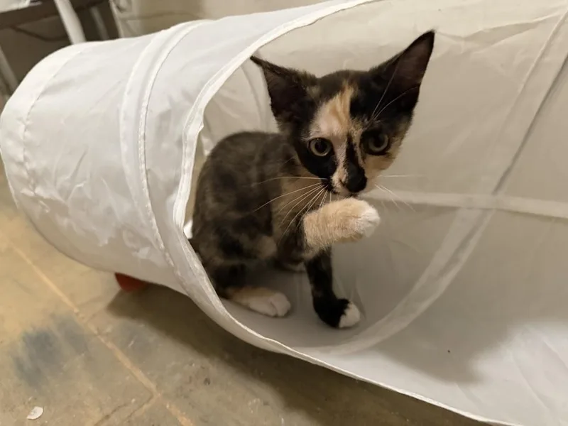 A baby small-sized female Domestic Short Hair cat named Emerald Jade Green Ball for adoption in Saint Augustine, FL