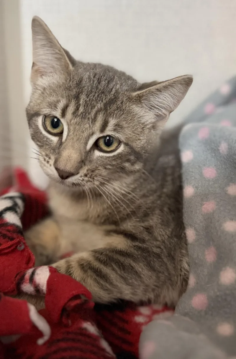 Salami And Pastrami thumbnail 3