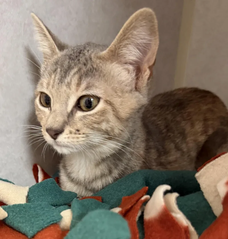 Salami And Pastrami thumbnail 4