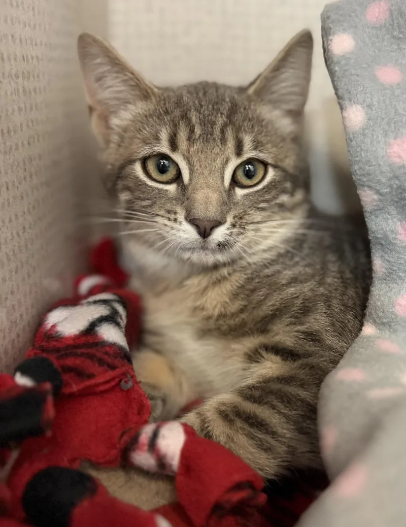 Salami And Pastrami thumbnail 5