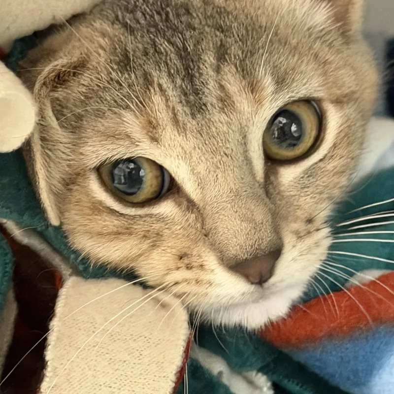 Salami And Pastrami thumbnail 6