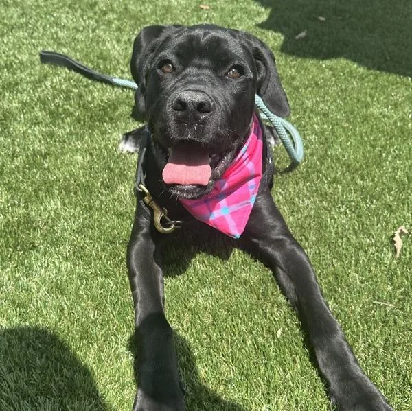 A young large-sized female Mastiff dog named Tashigi for adoption in Walnut Creek, CA