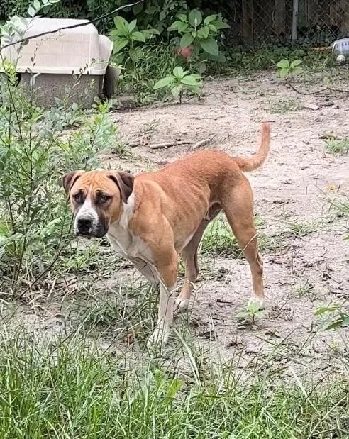 A young medium-sized male Boxer dog named Dozer for adoption in Hartford City, IN