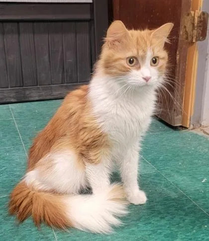 An adult small-sized female Domestic Long Hair cat named Peaches for adoption in West Chester, PA